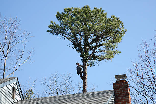 Best Tree Planting  in USA